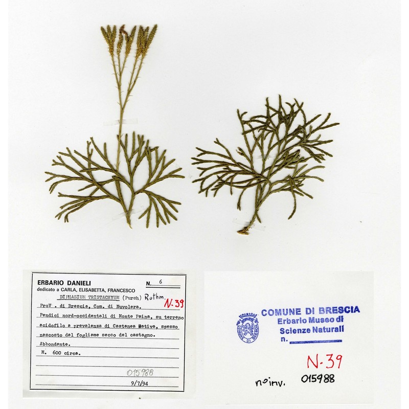 diphasiastrum tristachyum (pursh) holub