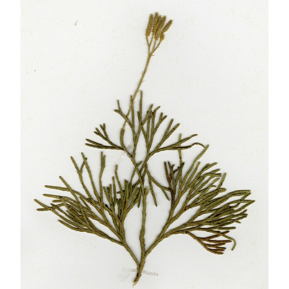 diphasiastrum tristachyum (pursh) holub
