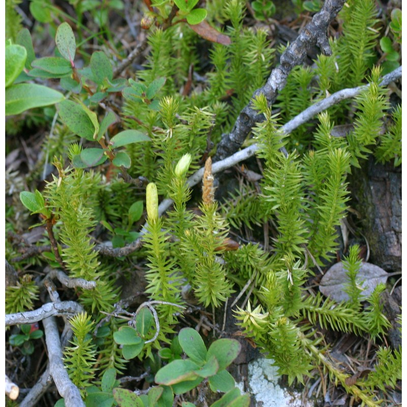 lycopodium annotinum l. subsp. annotinum