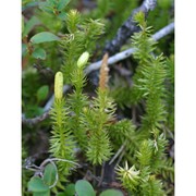 lycopodium annotinum l. subsp. annotinum