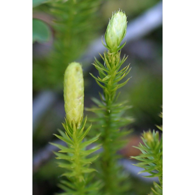 lycopodium annotinum l. subsp. annotinum