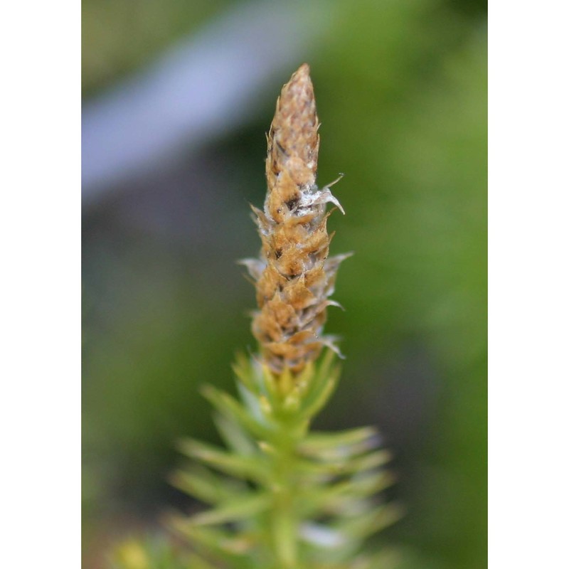 lycopodium annotinum l. subsp. annotinum