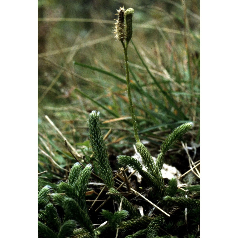 lycopodium clavatum l.