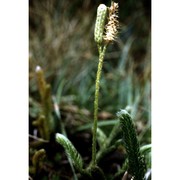 lycopodium clavatum l.