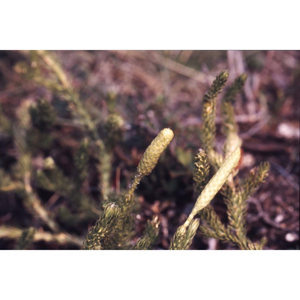 lycopodium clavatum l.