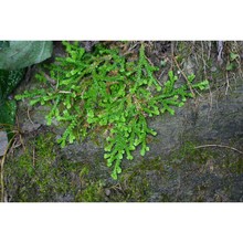 selaginella denticulata (l.) spring