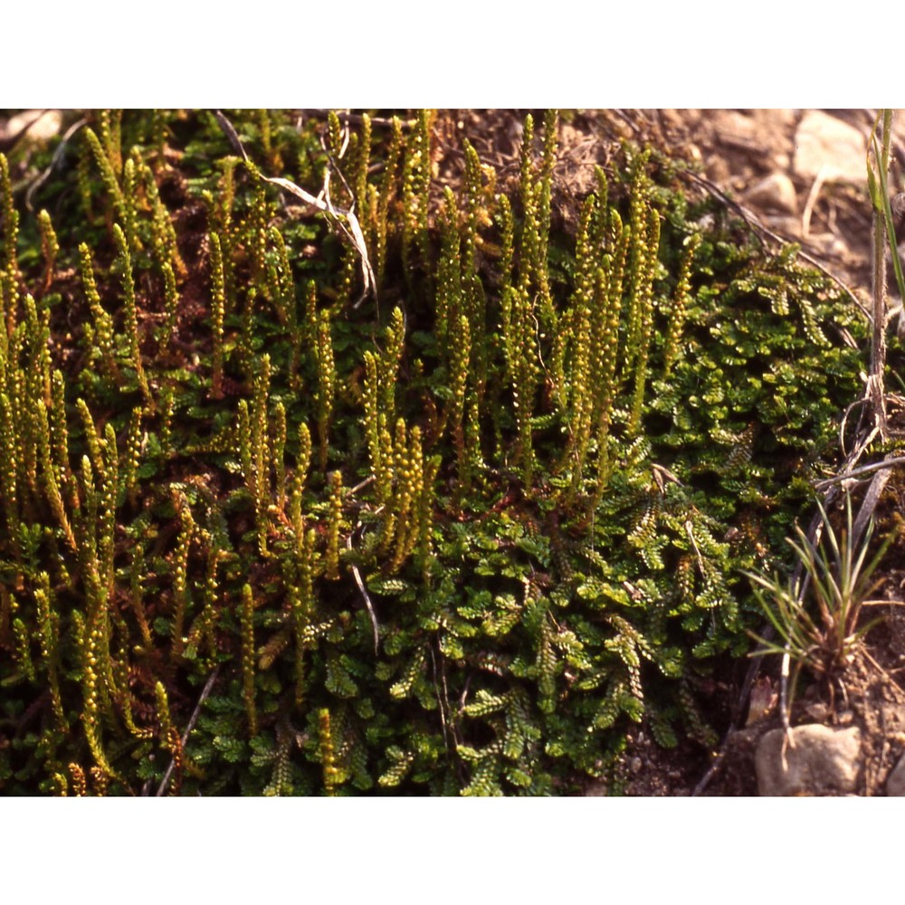 selaginella helvetica (l.) spring