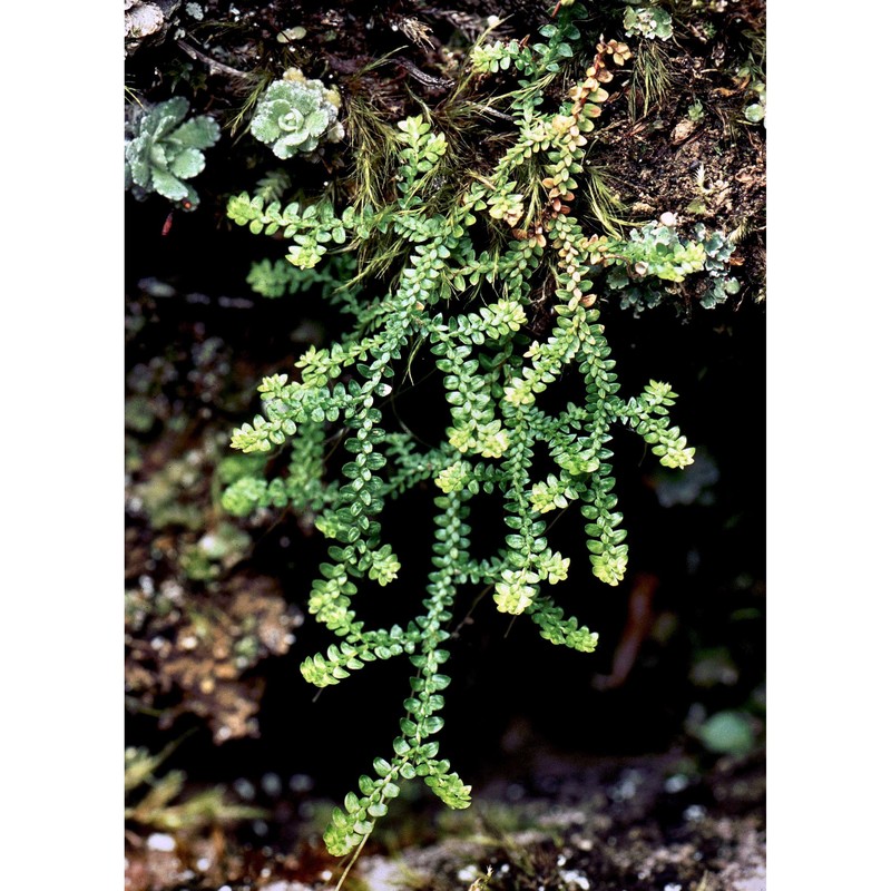 selaginella helvetica (l.) spring