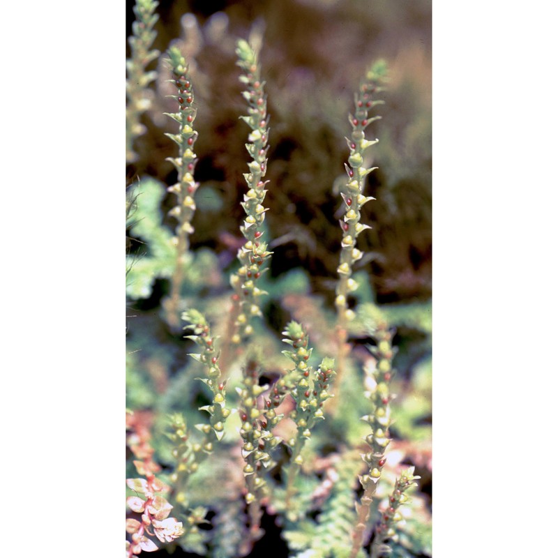 selaginella helvetica (l.) spring