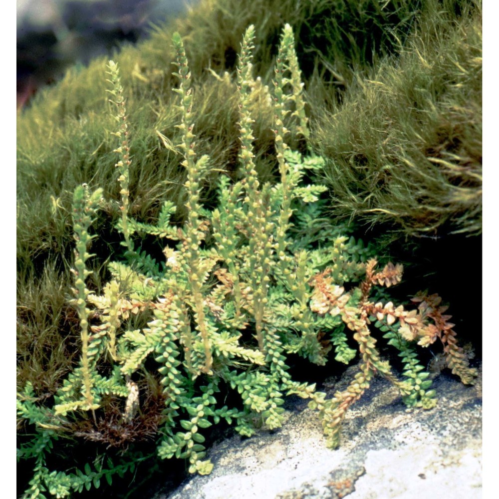 selaginella helvetica (l.) spring