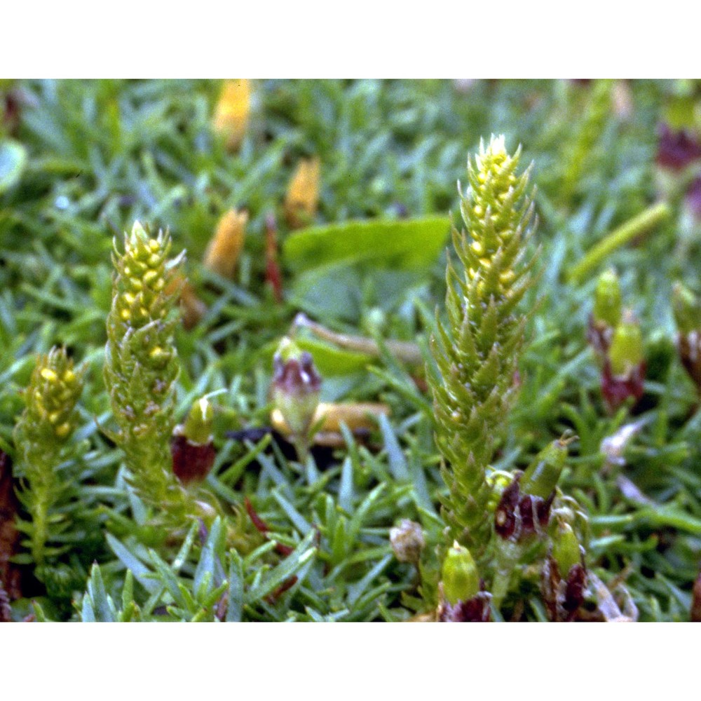 selaginella selaginoides (l.) p. beauv. ex schrank et mart.