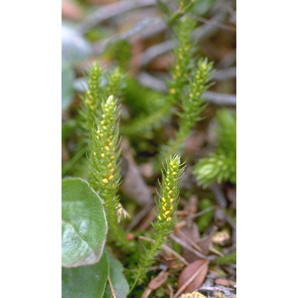 selaginella selaginoides (l.) p. beauv. ex schrank et mart.