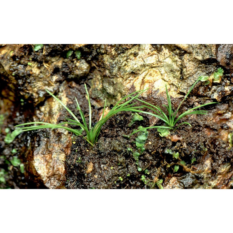 isoetes duriei bory