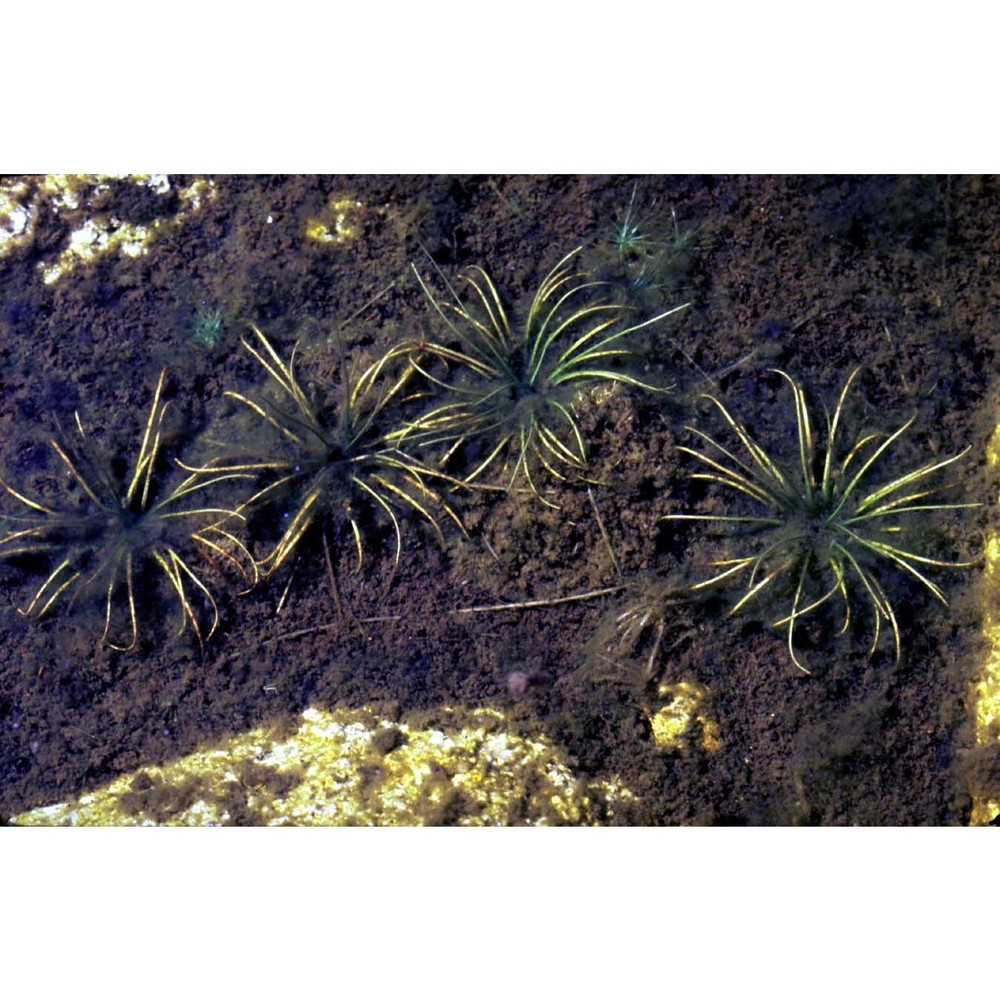 isoetes echinospora durieu