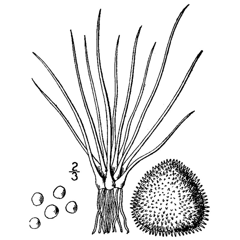 isoetes echinospora durieu