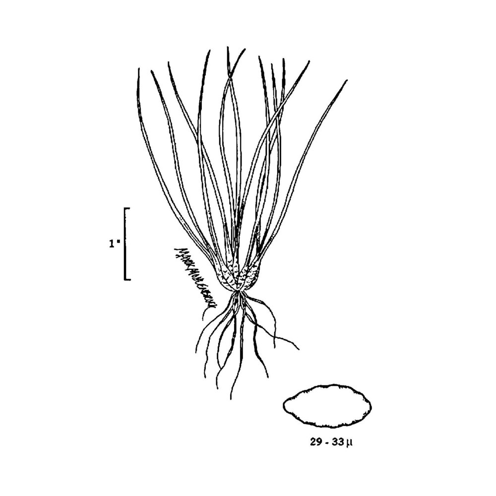 isoetes echinospora durieu