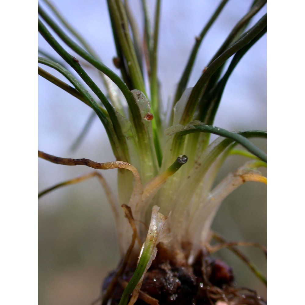 isoetes histrix bory