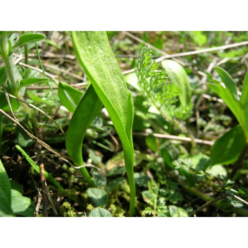 ophioglossum azoricum c. presl