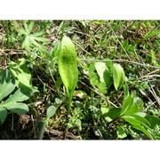 ophioglossum azoricum c. presl