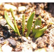 ophioglossum lusitanicum l.