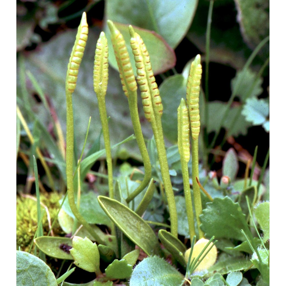 ophioglossum lusitanicum l.