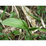 ophioglossum vulgatum l.