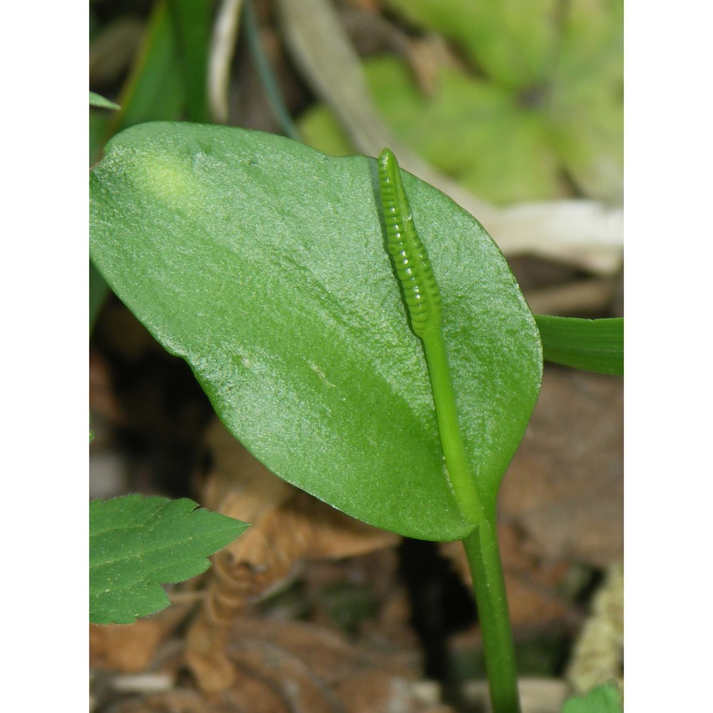 ophioglossum vulgatum l.