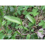 ophioglossum vulgatum l.