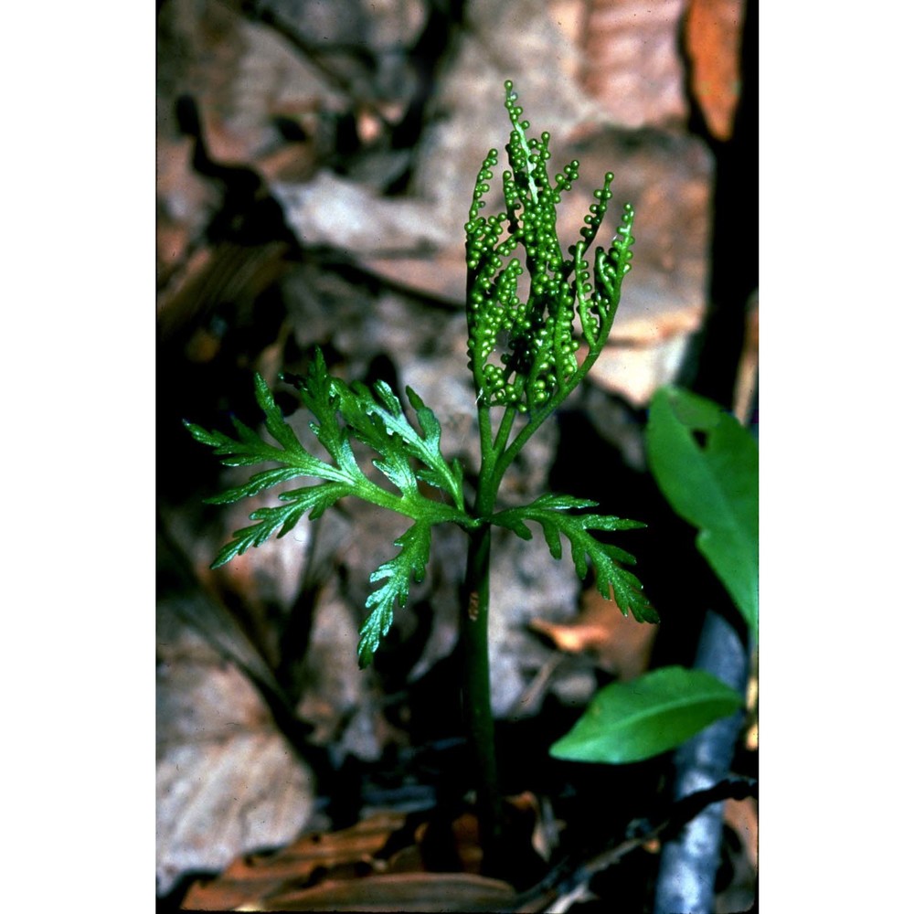 botrychium lanceolatum (s. g. gmel.) Ångstr.