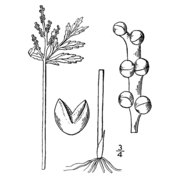 botrychium lanceolatum (s. g. gmel.) Ångstr.