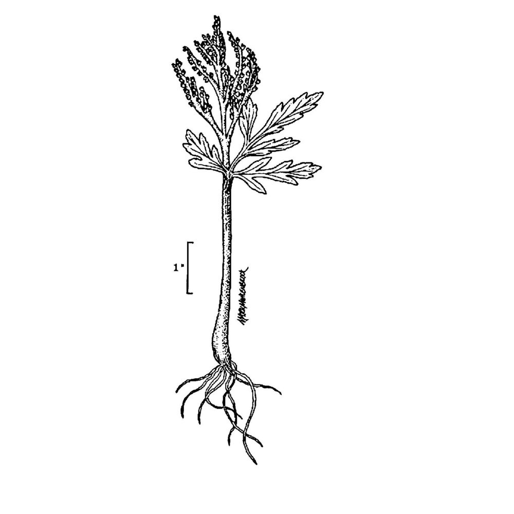 botrychium lanceolatum (s. g. gmel.) Ångstr.