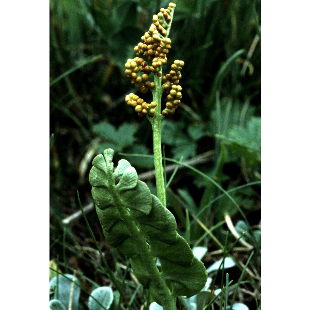 botrychium lunaria (l.) sw.