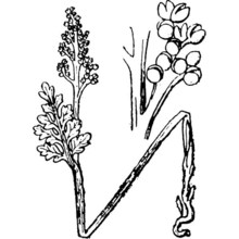 botrychium matricariifolium (retz.) a. braun ex w. d. j. koch