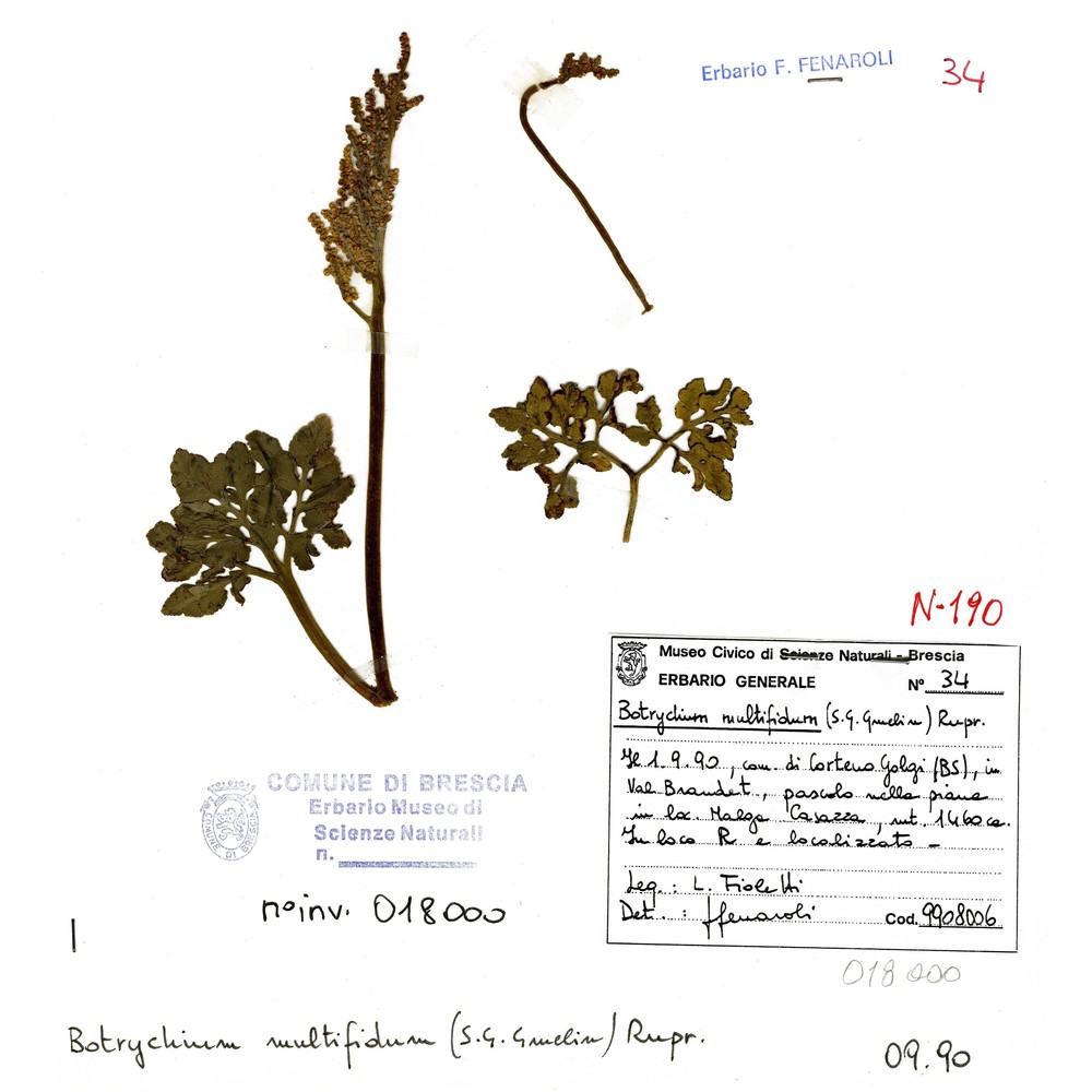 botrychium multifidum (s. g. gmel.) rupr.