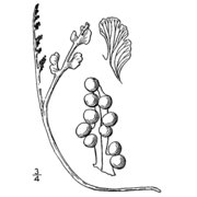 botrychium simplex e. hitchc.