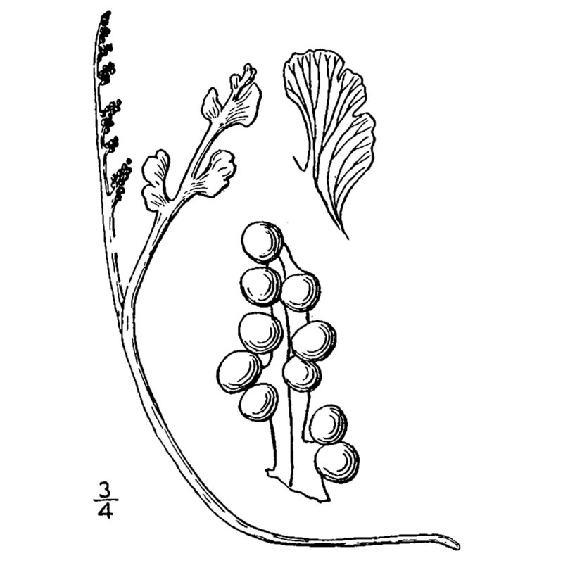 botrychium simplex e. hitchc.