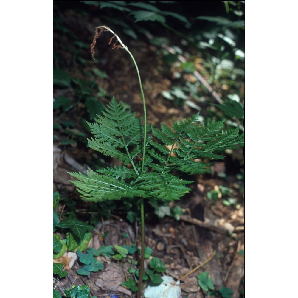 botrychium virginianum (l.) sw.