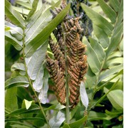 osmunda regalis l.