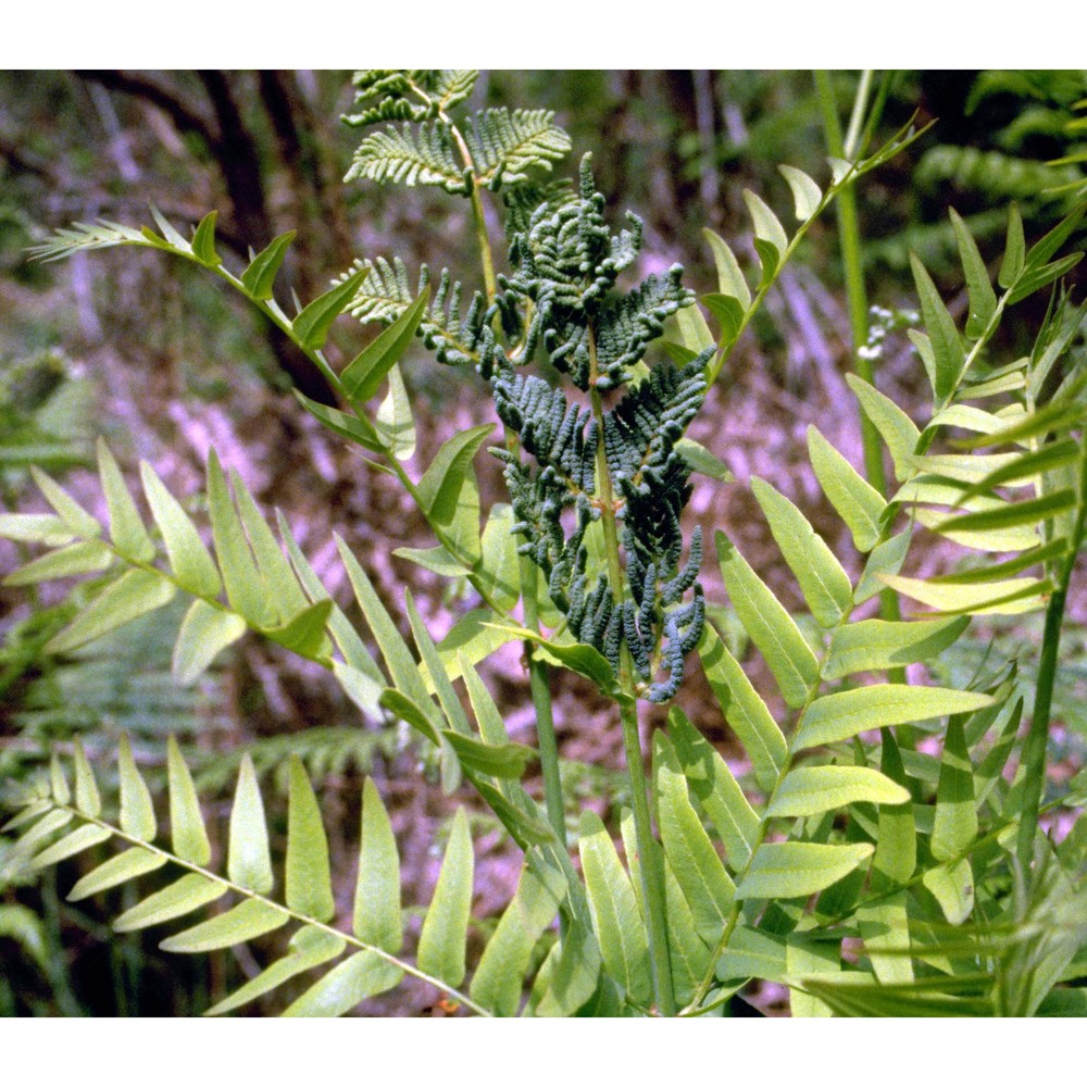 osmunda regalis l.