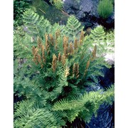 osmunda regalis l.