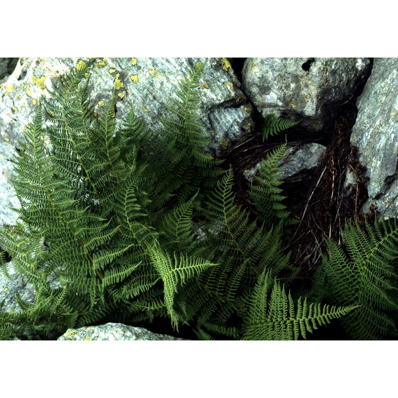 athyrium distentifolium tausch ex opiz