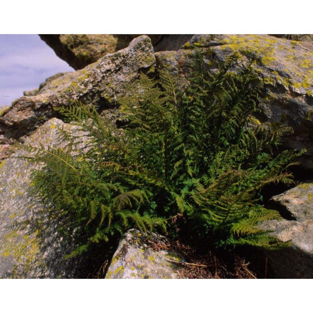 athyrium distentifolium tausch ex opiz