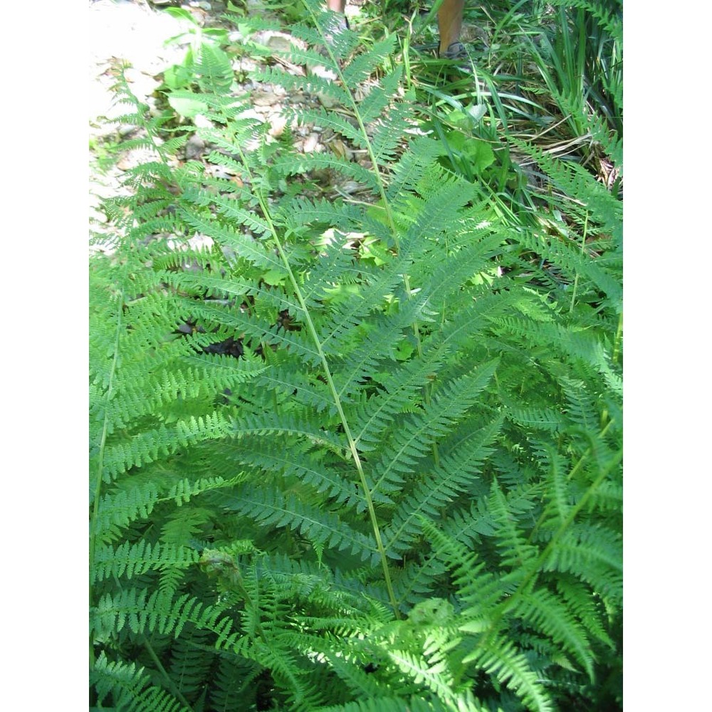 athyrium filix-femina (l.) roth