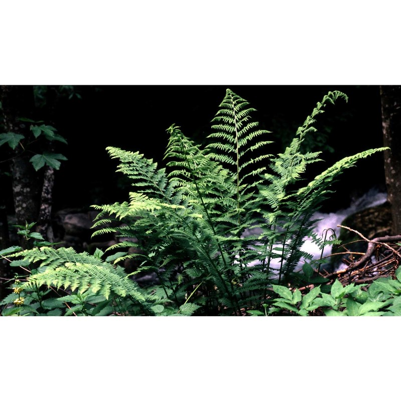 athyrium filix-femina (l.) roth