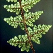 cheilanthes acrostica (balb.) tod.