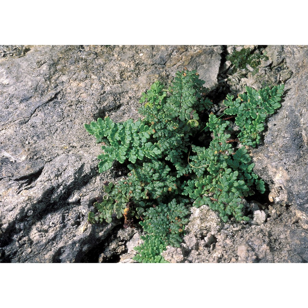 cheilanthes acrostica (balb.) tod.