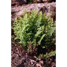 cheilanthes guanchica bolle