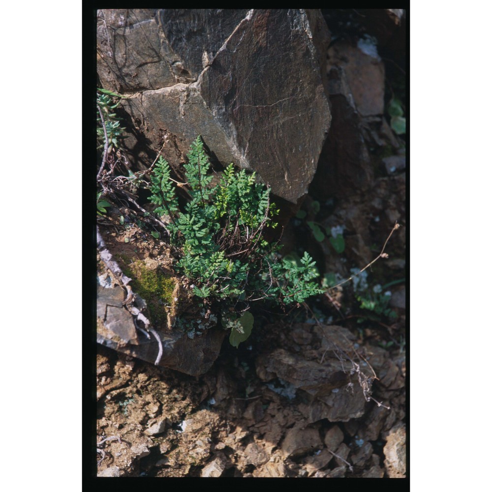 cheilanthes guanchica bolle