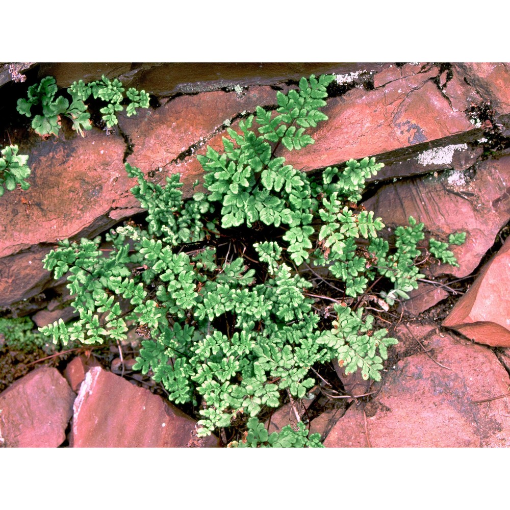 cheilanthes tinaei tod.