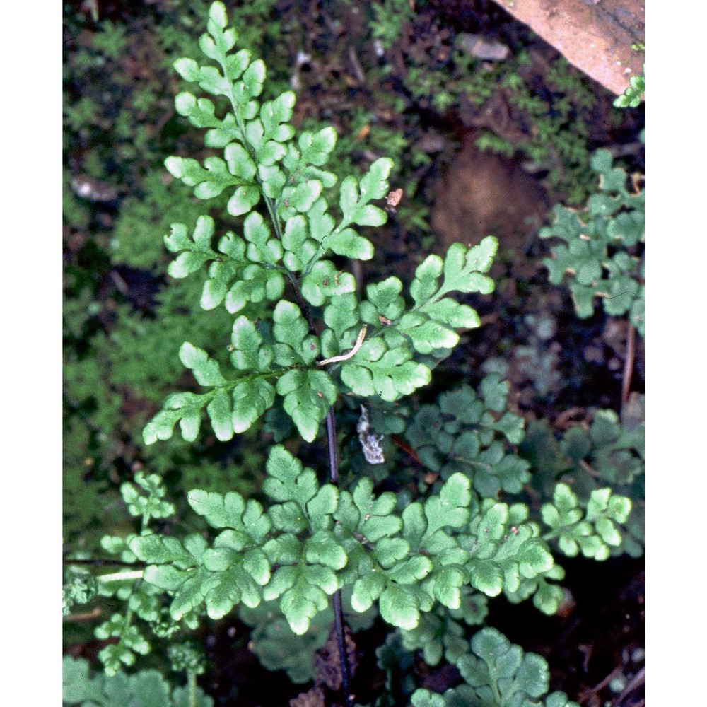 cheilanthes tinaei tod.